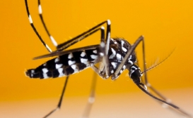 پشه آئدس (Aedes mosquito)